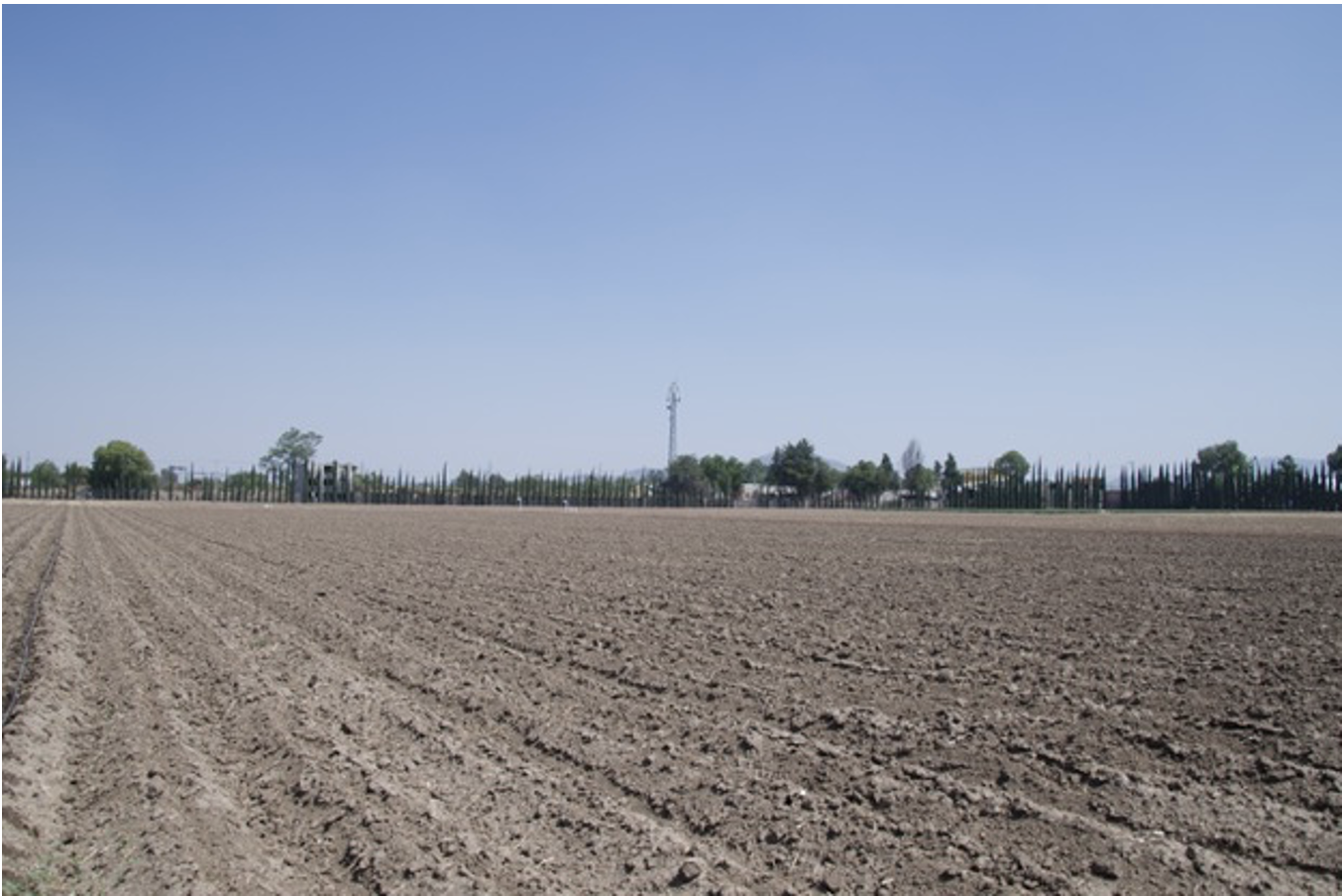Parcela en Batán lista para la implementación de prácticas agrícolas con riego por goteo, en un entorno de experimentación y transferencia de tecnología para el uso eficiente del agua.  (Foto: Ingrid González/CIMMYT)